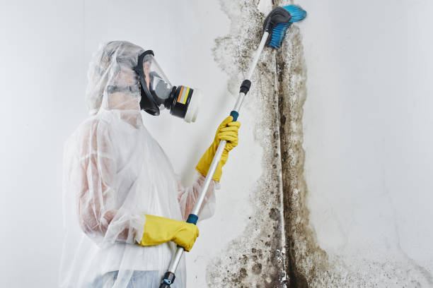 Best HVAC Mold Remediation in St Anne, IL