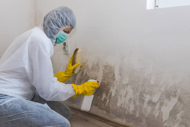 Best Insurance-Related Mold Remediation in St Anne, IL