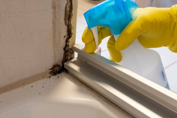 Best Residential Mold Remediation in St Anne, IL