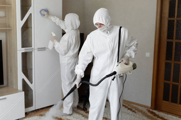 Best DIY Mold Remediation Support Services in St Anne, IL
