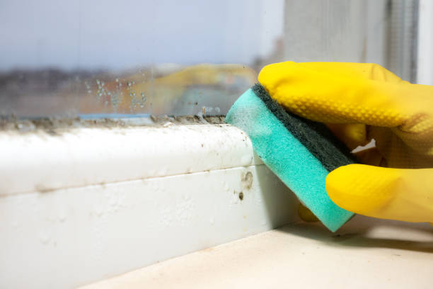 Best Localized Mold Remediation (e.g., coastal areas, humid climates) in St Anne, IL