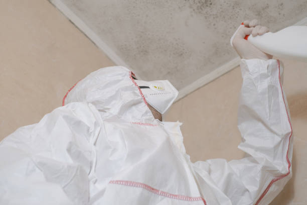 Best Bathroom Mold Remediation in St Anne, IL