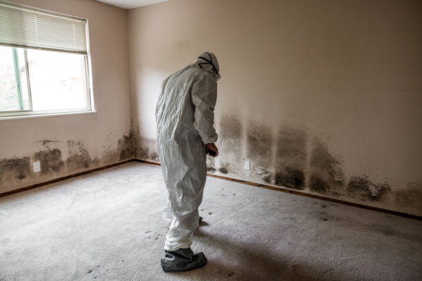 Best Health and Safety Mold Remediation in St Anne, IL
